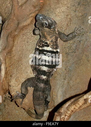 Mexikanischen und zentralamerikanischen schwarzen stacheligen tailed Iguana oder schwarz Ctenosaur (Ctenosaura Similis) Stockfoto