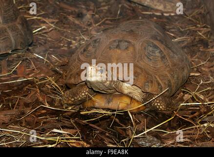 Southeast Asian länglich Schildkröte (Indotestudo Elongata, Testudo Elongata) Stockfoto