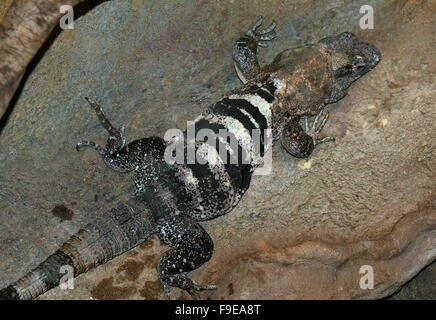 Mexikanischen und zentralamerikanischen schwarzen stacheligen tailed Iguana oder schwarz Ctenosaur (Ctenosaura Similis) Stockfoto