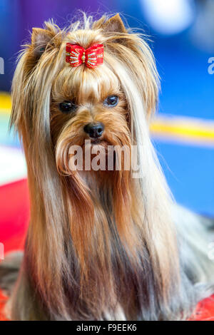 Yorkshire Terrier Langhaarporträt Stockfoto