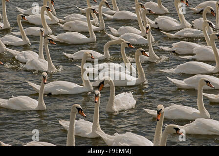 Eine Schar oder Schar von Schwänen auf dem Fluss Tweed, Northumberland Stockfoto