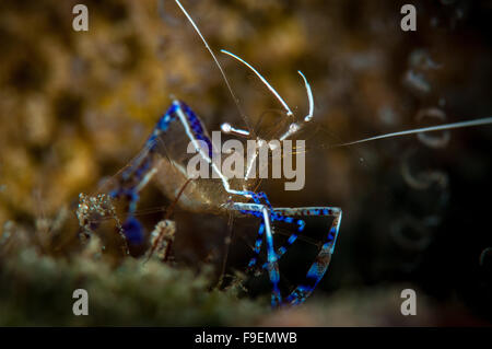 Pedersen Putzergarnelen (Periclimenes Pedersoni), Veranda Tauchplatz, Bonaire, Niederländische Antillen Stockfoto