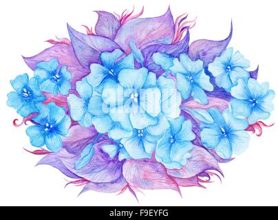 Hoch-detaillierte handgemalte botanische Illustration mit Hortensie Blumen und Blätter Stockfoto