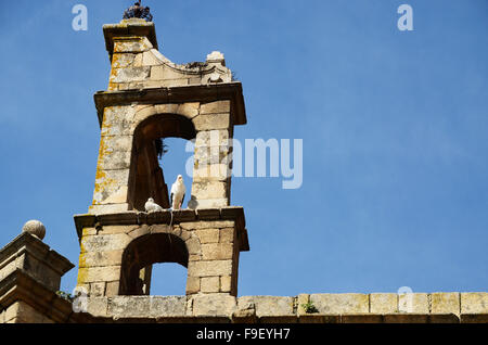 Störche auf dem Stuhle. Kirche San Mateo ist eine religiöse Tempel der katholische Kult unter den Aufruf von St. Matthäus, Cáceres.Spain Stockfoto