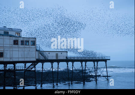 Aberystwyth Wales UK, Mittwoch, 16. Dezember 2015 riesige Schar Stare führen spektakuläre Displays in der Luft über Aberystwyth an der Westküste von Wales jeden Abend zwischen Oktober und März zig Tausende Vögel fliegen in großen ' Murmurations; am Himmel über der Stadt, bevor er sich zum Schlafplatz für die Nacht auf den gusseisernen Beinen der viktorianischen Seestadt Pier. Bildnachweis: Keith Morris/Alamy Live-Nachrichten Stockfoto