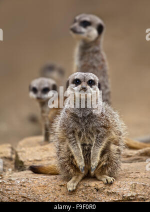 Gruppe von schlanken Tailed Erdmännchen (Suricata Suricatta) Stockfoto