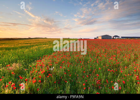 Acker Ackerland bei West Pentire, Cornwall Stockfoto