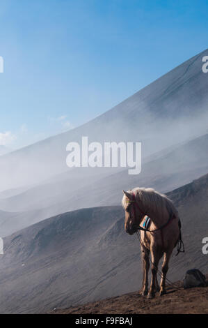 Weißes Pferd vor Berge und blauer Himmel Stockfoto