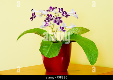 Streptocarpus Sorte 'Polka Dot Purple' in Blüte Stockfoto