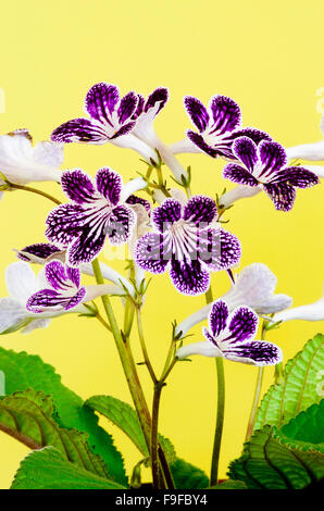 Streptocarpus Sorte 'Polka Dot Purple' in Blüte Stockfoto