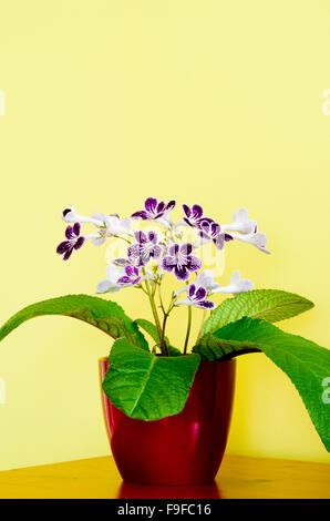 Streptocarpus Sorte 'Polka Dot Purple' in Blüte Stockfoto