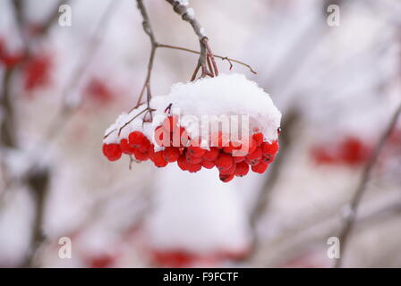 Reihe von Rowan unter der eisigen Kappe des weißen Schnee, die gefrorene Beeren Winterzeit Stockfoto