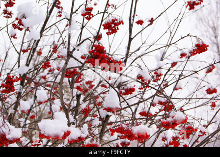 Eberesche unter der eisigen Kappe aus weißem Schnee Stockfoto