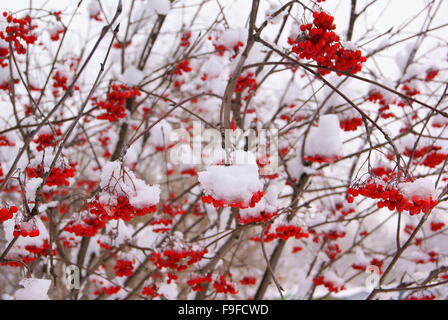 Eberesche unter der eisigen Kappe aus weißem Schnee Stockfoto