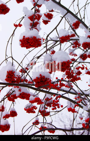 Eberesche unter der eisigen Kappe aus weißem Schnee Stockfoto