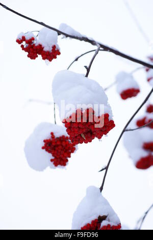 Eberesche unter der eisigen Kappe aus weißem Schnee Stockfoto