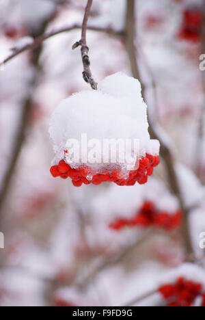 Reihe von Rowan unter der eisigen Kappe des weißen Schnee, die gefrorene Beeren Winterzeit Stockfoto