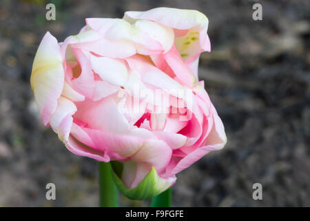 Doppelte Tulpe Blume Sorte "Angelique" Stockfoto