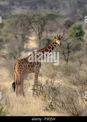 Netzartige Giraffe in Samburu National Reserve Stockfoto