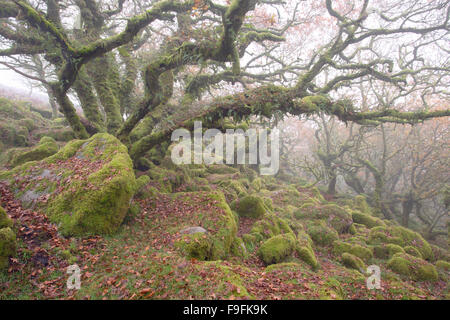 Verdreht alte Eichen in einem nebligen Wistmans Holz Dartmoor National Park Devon Uk Stockfoto