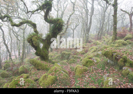 Verdreht alte Eichen in einem nebligen Wistmans Holz Dartmoor National Park Devon Uk Stockfoto