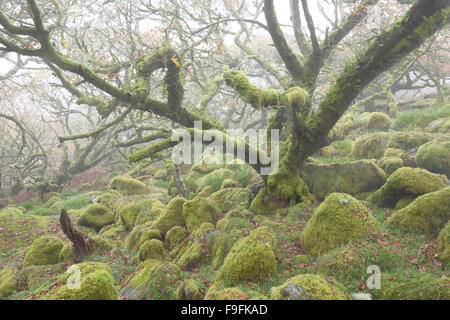 Verdreht alte Eichen in einem nebligen Wistmans Holz Dartmoor National Park Devon Uk Stockfoto