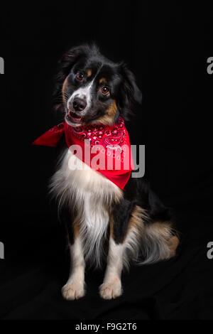 Junge Miniature Australian Shepherd Porträt auf schwarz Stockfoto