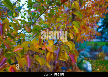 Blühende Callery Pear Tree Obst Close up Stockfoto