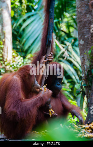 zwei Orang Utan hängt an einem Baum in den Dschungel, Indonesien Stockfoto