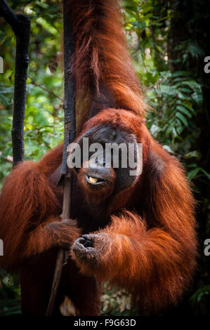 Alpha Male Orang Utan hängt an einem Baum in den Dschungel, Indonesien Stockfoto