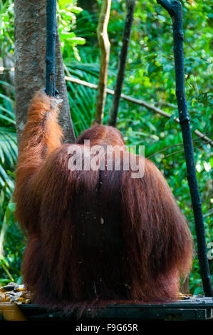 Alpha Male Orang Utan hängt an einem Baum in den Dschungel, Indonesien Stockfoto