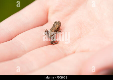 Winzige Frosch auf Hand Makro, fing man sehr wenig braun Tier schmutzig in Sandkörner auf menschlichen Fingern Nahaufnahme lebendig liegen... Stockfoto