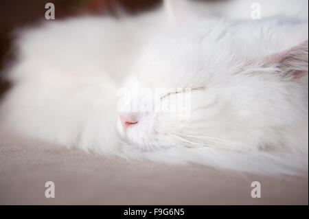 Türkische Angora Katze Gesicht Closeup, Ankara Kedisi oder Ankara Katze, heimischen Rasse weiße Langhaar Katze schläft Tier liegen im nap Stockfoto