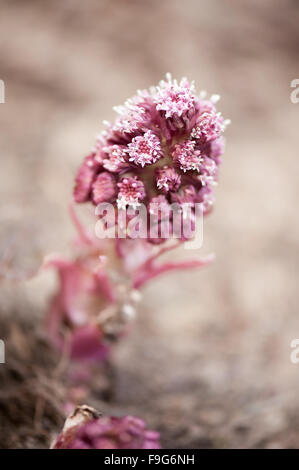 Petasites Hybridus-Blumen-Nahaufnahme, Pestwurz krautige Staude in der Asteraceae Familie blühende Pflanze Büschel... Stockfoto