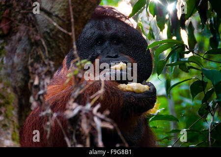 Alpha Männchen Orang-Utan Essen Banane hinter einem Baum in Borneo Stockfoto