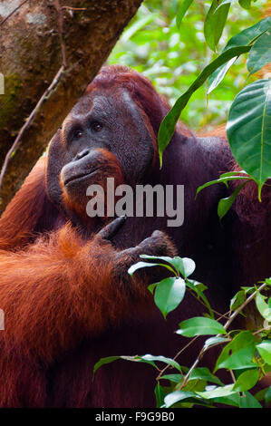 Alpha Männchen Orang-Utan Essen Porträt vorne Stockfoto