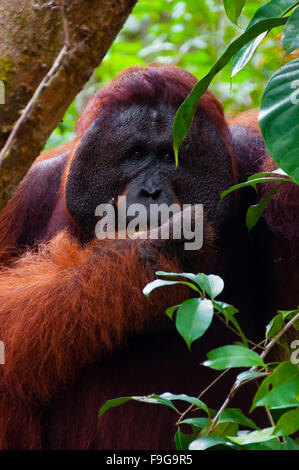 Alpha Männchen Orang-Utan Essen Porträt vorne Stockfoto