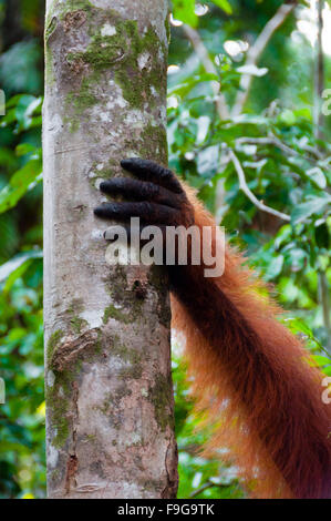 Hand des alpha-Männchen auf einem Baum im Dschungel, Borneo Orang-Utan Stockfoto