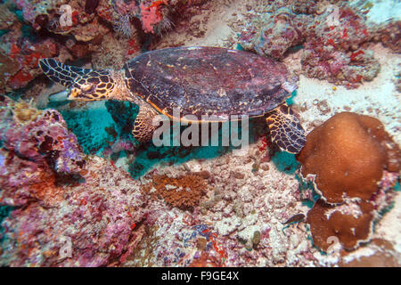 Die echte Karettschildkröte (Eretmochelys Imbricata) in der Nähe von Korallen, Malediven Stockfoto