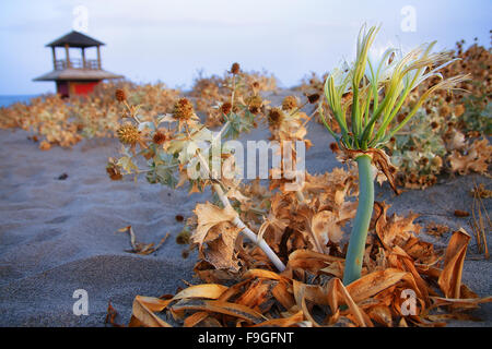 Eine detaillierte Ansicht auf einem marokkanischen Wüstenpflanzen mit Sand, Meer und ein Wachturm auf dem Hintergrund Stockfoto