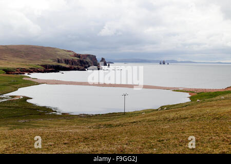 Drongs aus rotem Sandstein Seastacks The Neap Braewick Klippen Northmavine Festland Shetland-Inseln Schottland, Vereinigtes Königreich Stockfoto