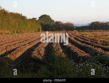 Pflugfeld, Muster, gerade Furchen, Boden, Saatbett, Herbstboden, gesät, bebaut, Landwirtschaft, künstlerische Linien, Pflanzen, Kultivieren, Pflügen, Stockfoto