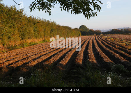 Pflugfeld, Muster, gerade Furchen, Boden, Saatbett, Herbstboden, gesät, bebaut, Landwirtschaft, künstlerische Linien, Pflanzen, Kultivieren, Pflügen, Stockfoto