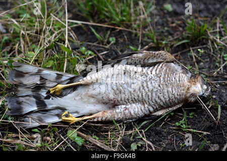 Tote Sperber (Accipiter Nisus). Ein Raubvogel tot auf dem Boden liegend, zeigen verjährt Musterung auf Federn Stockfoto