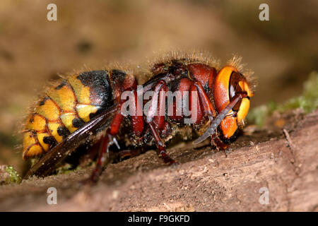 Hornisse (Vespa Crabro) Königin. Eine Königin Hornisse gestört, während in einem Baumstamm zu überwintern Stockfoto