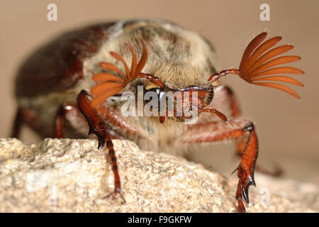 Maikäfer (Melolontha Melolontha) mit Antennen zu verbreiten. Ein frontal Foto eines Käfers Maikäfer Haaren bedeckt Stockfoto