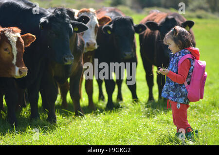 Junges Mädchen Fütterung Rasen zu Kühen in einem Feld.  Ein drei Jahres altes Kind bietet eine Handvoll Gras, einer Herde von Rindern auf der Weide. Stockfoto