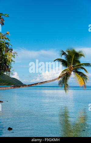 Gefallenen Kokospalme hängen horizontal über das blaue Meer an einem Strand in Raja Ampat Stockfoto