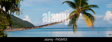 Gefallenen Kokospalme hängen horizontal über das blaue Meer an einem Strand in Raja Ampat Stockfoto