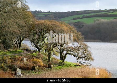 Wald- und Loe Pool auf Penrose Estate in der Nähe von Helston in Cornwall, Großbritannien Stockfoto